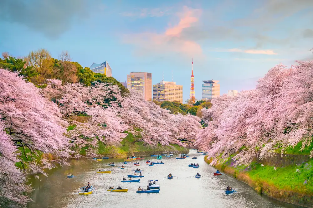 Liburan Musim Semi Di Jepang